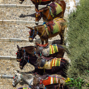 donkeys-on-old-port-fira